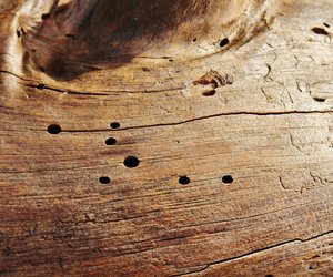 Eklige Holzwürmer: Mit diesen 3 simplen Tricks vertreibst du das Ungeziefer