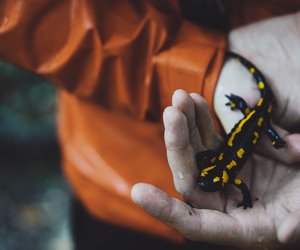 Was fressen Salamander und sind sie giftig?