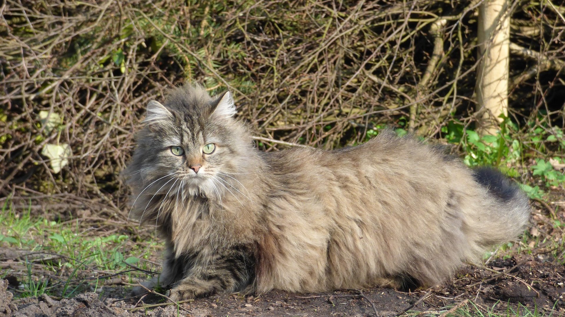 Maine Coon oder Norwegische Waldkatze Was sind die Unterschiede?