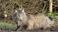 Maine Coon oder Norwegische Waldkatze: Was sind die Unterschiede?