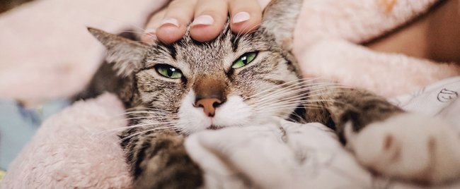 Kleine Schmusekatzen: Diese Rassen sind besonders anhänglich