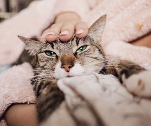 Schmusige Begleiter: Diese Katzenrassen genießen Nähe und Zärtlichkeit