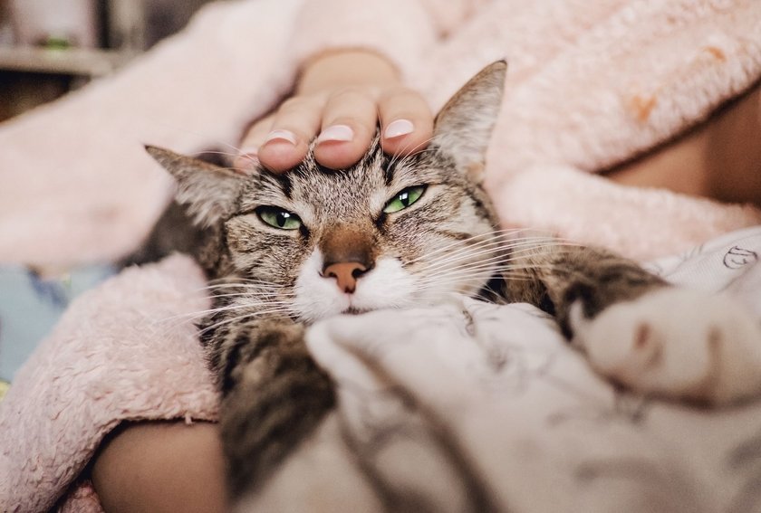 Katzen, die gerne schmusen