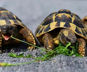Was fressen Schildkröten? Das ist ihr Speiseplan