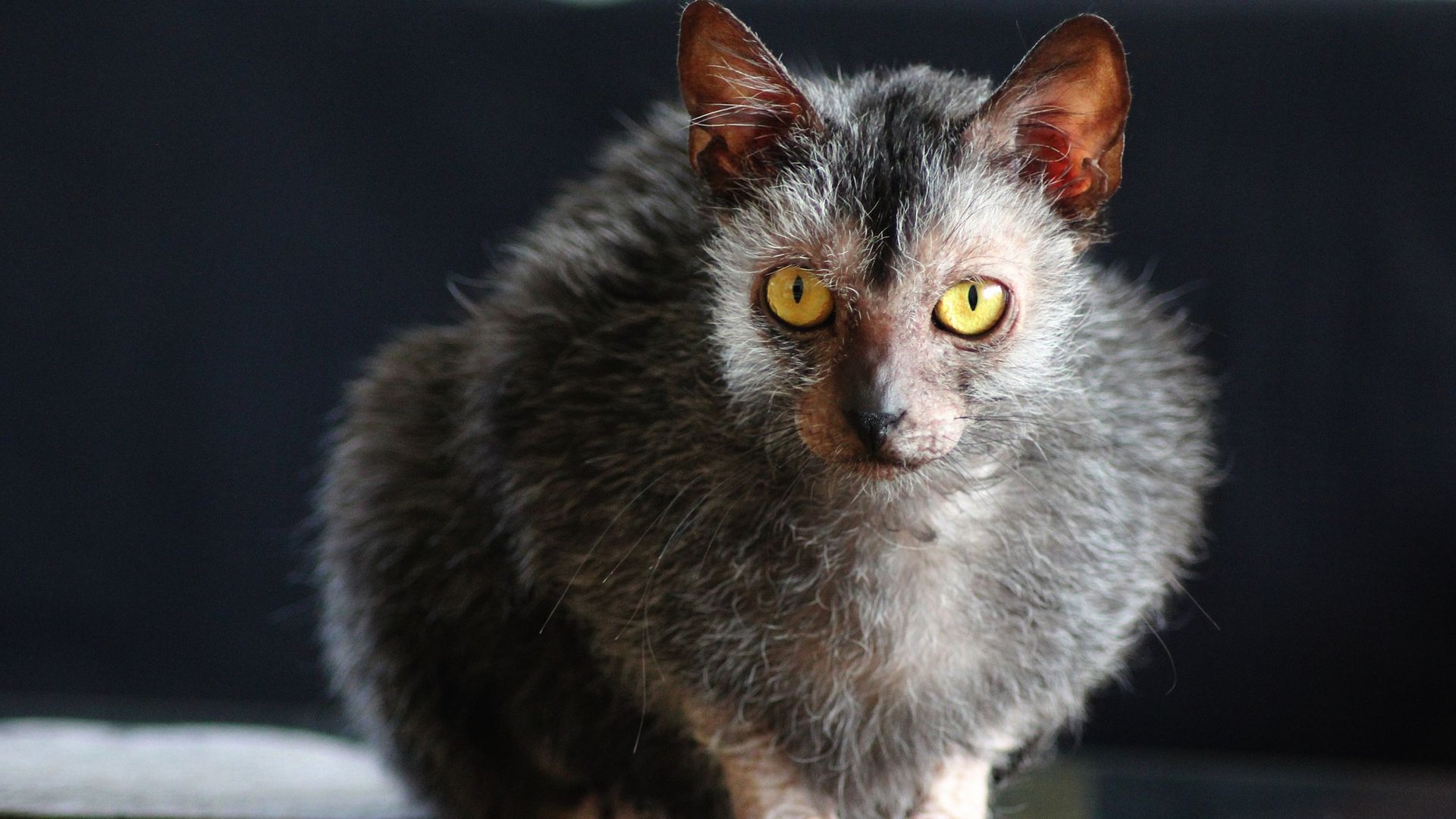 Die Süßeste Katze Der Welt Ungewöhnliche Katzen: 7 einzigartige und außergewöhnliche Rassen