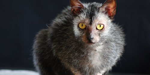 Selten: Die außergewöhnlichsten und beeindruckendsten Katzenrassen