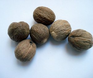 Ist Muskatnuss giftig? Alles Wichtige kurz erklärt