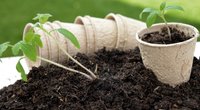 Hallo Garten! Deine eigenen Tomaten säen: So gelingt es