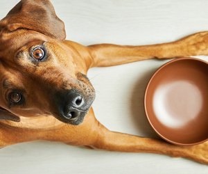 Knaller bei Lidl: Katzen- und Hunde-Freunde holen sich diesen Futternapf für ihren Liebling