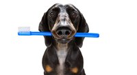 Zahnpflege Hunde: Gesunde Beißerchen für euren Vierbeiner