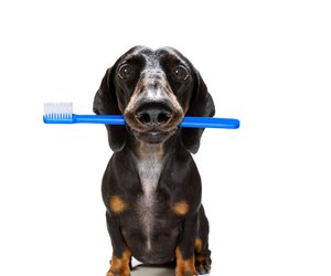 Zahnpflege Hunde: Gesunde Beißerchen für euren Vierbeiner