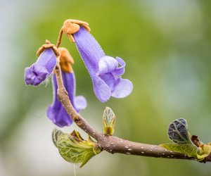 Gef&#x00E4;hrlicher&#x20;Blickfang&#x3F;&#x20;Ist&#x20;der&#x20;Blauglockenbaum&#x20;giftig&#x3F;