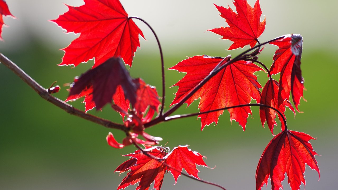 Ahornblätter in schöner Herbstfärbung