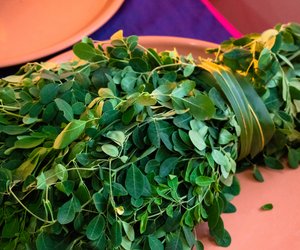 Moringa&#x20;in&#x20;der&#x20;Schwangerschaft&#x3A;&#x20;Sinnvolle&#x20;Erg&#x00E4;nzung&#x20;oder&#x20;Vorsicht&#x20;geboten&#x3F;