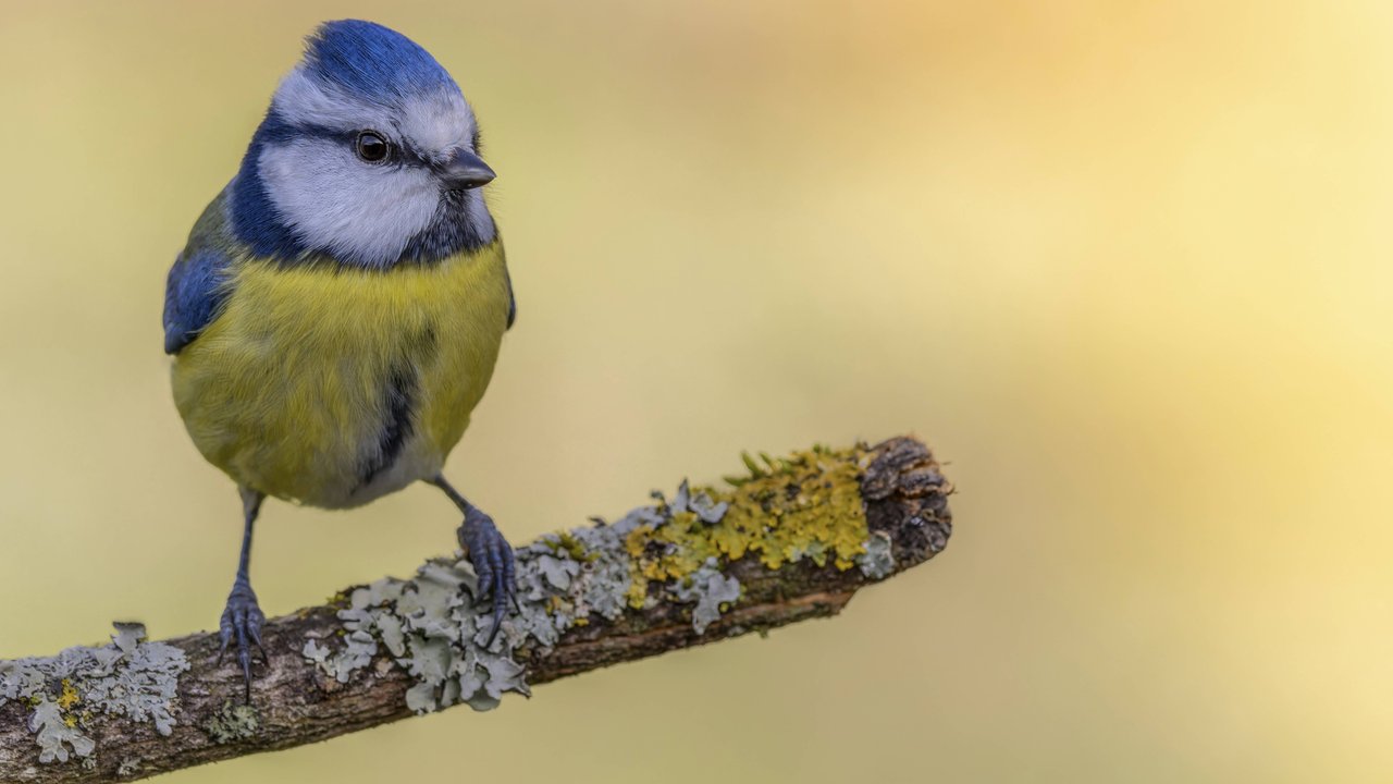 Die Blaumeise ist einer der schönsten heimischen Vögel.