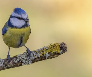 Vögel mit „B“: Diese Arten solltest du kennen