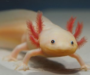 Spielzeugtrend Axolotl: 5 putzige Geschenkideen für Amphibienfans – jetzt zu Ostern!