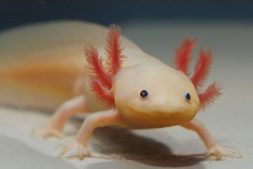 Spielzeugtrend Axolotl