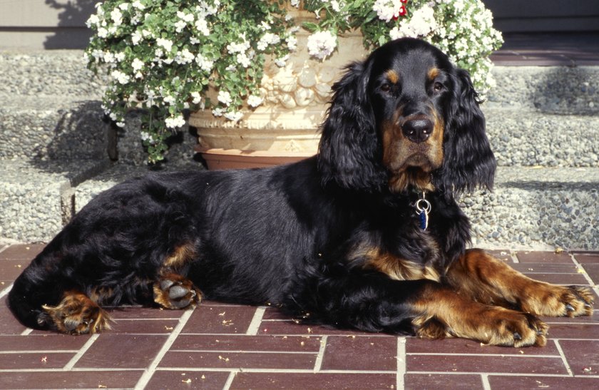 Gordon Setter