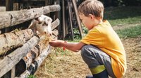 Das sind die 5 schönsten Kinderbauernhöfe in Berlin