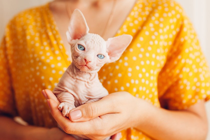 Sphinxkatzen sind nicht nur optisch, sondern auch geistig außergewöhnlich.