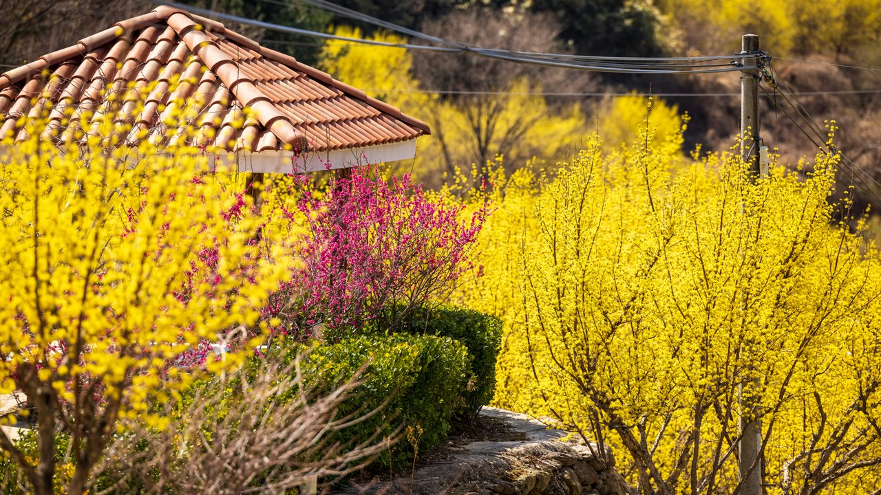 Die Kornelkirsche besticht mit ihren gelben Blüten. 