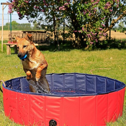 Hundepool-Test: Die besten Planschbecken für tierischen Spaß