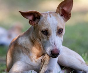 Dürfen Hunde Knochen essen oder geht eine Gefahr von ihnen aus?