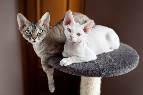 Rex-Katzen Rex-Katzen