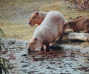 Capybara als Haustier halten? Das gibt es zu beachten