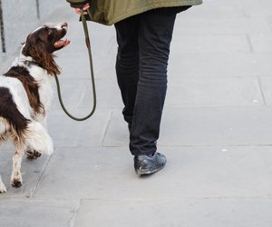 Hundeerziehung: 5 Fehler, die du unbedingt vermeiden solltest (fast jeder macht es falsch)