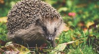 Einen Igel als Haustier halten: Ist sowas möglich?