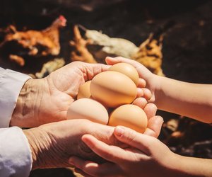 Wie entsteht ein Hühnerei? Kurz erklärt 