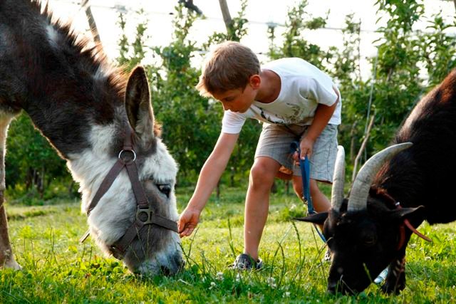 Junge streichelt Esel und Ziege auf dem Ferienhof Katzenmaier.