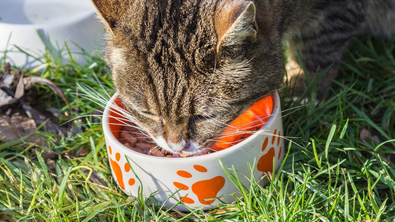 Die richtige Ernährung spielt eine entscheidende Rolle bei der Katzengesundheit