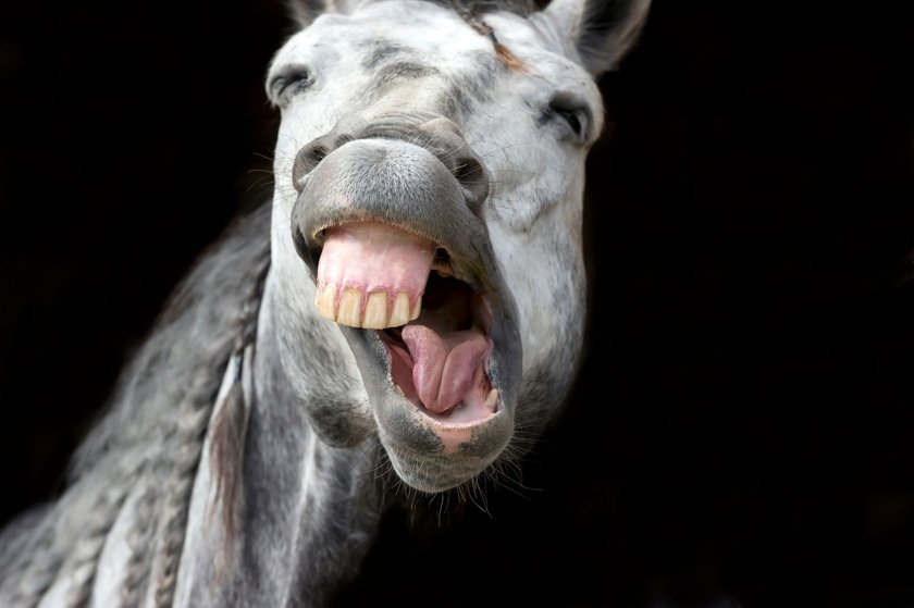 Tierwitze: Pferd lacht