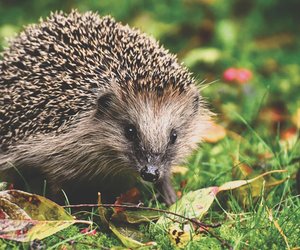Was fressen Igel? Das steht auf ihrem Speiseplan
