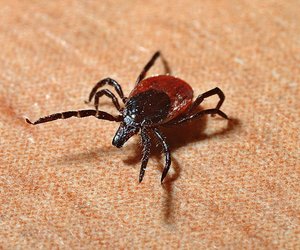 Wie lange leben Zecken? Für Kinder erklärt