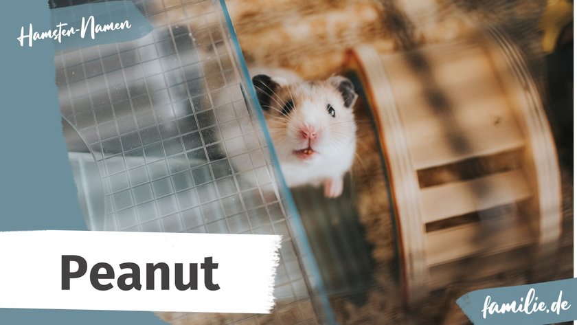 hamster namen lustig