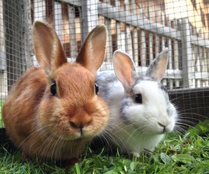 Liebst du dein Kaninchen? Dann mach auf keinen Fall diese 3 Fehler!