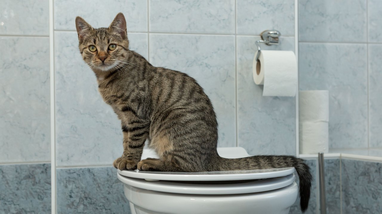 Getigerte Katze sitzt auf einer Toilette