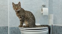 Katzenklo-Test: Diese 5 Modelle überzeugen Mensch und Mieze