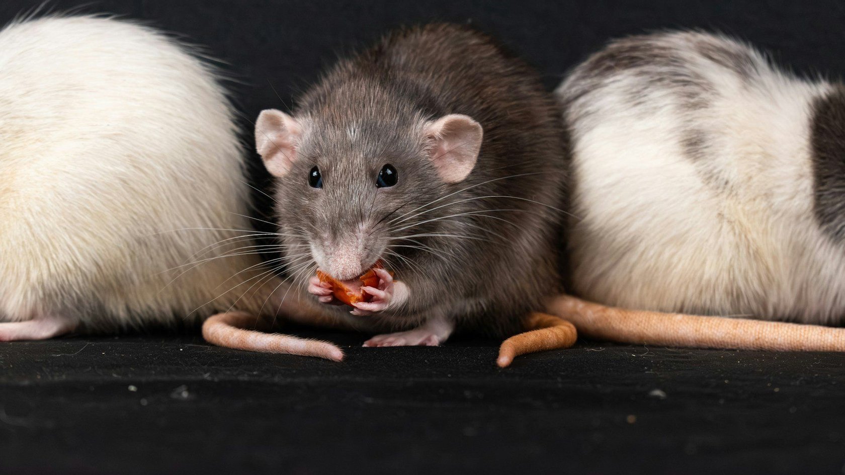 Sharee Ratten Dürfen Ratten Paprika essen? Wissenswertes und Hintergründe