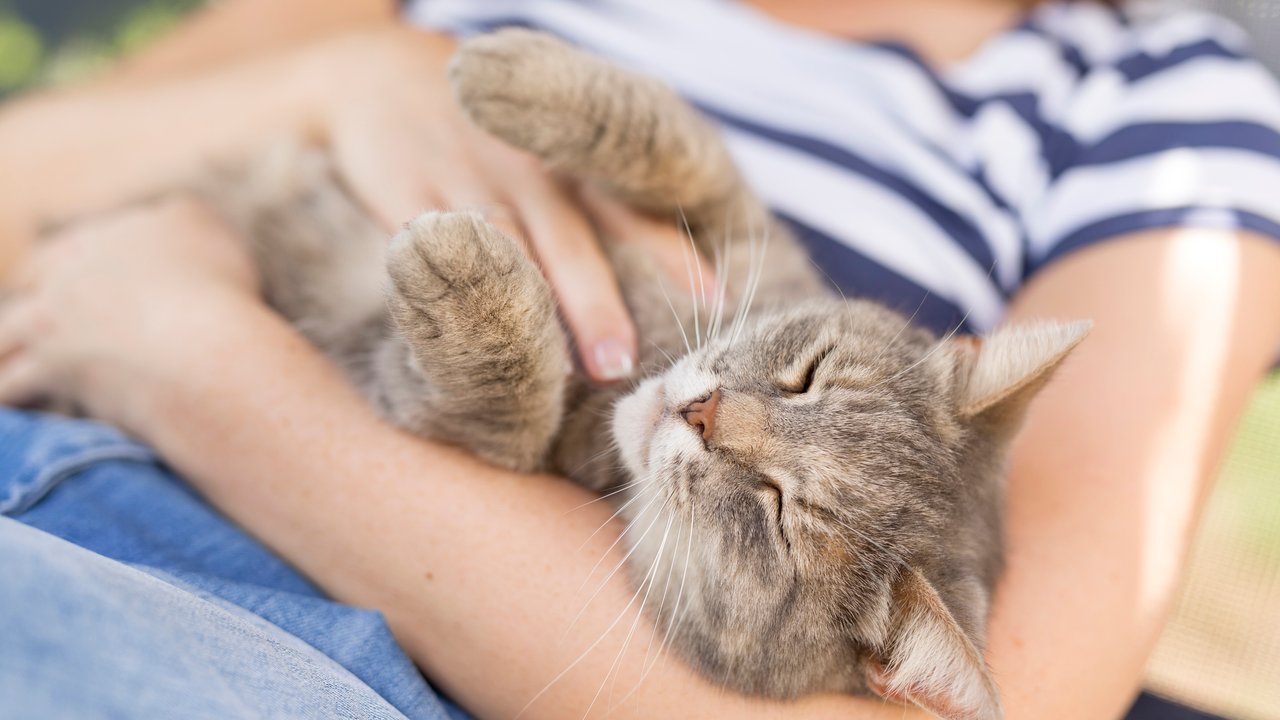 Top view of a furry tabby cat lying on its owner's lap, enjoying being cuddled and purring.