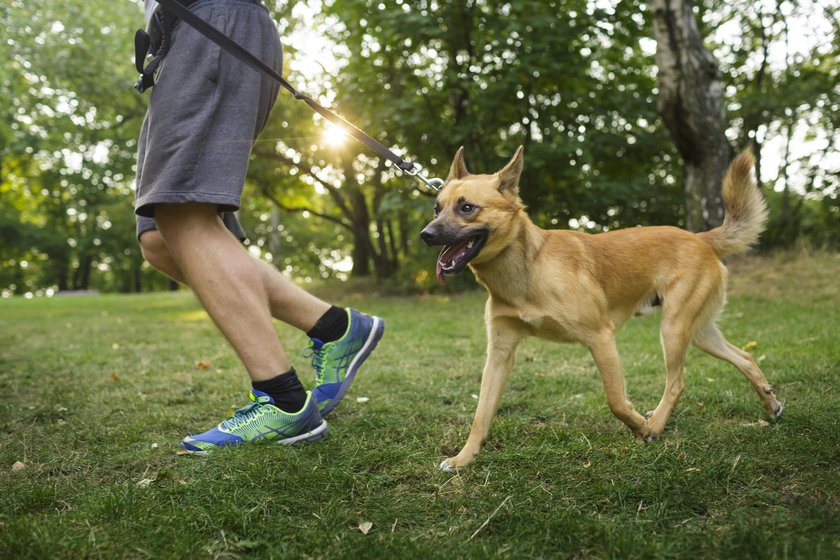 Ein junger Hund laeuft im Park neben seinem Herrchen an der Leine