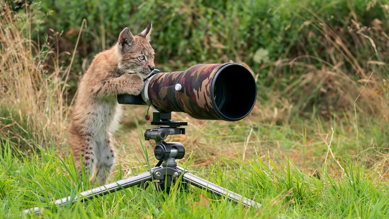 Wildkatze fotografiert mit einer Kamera