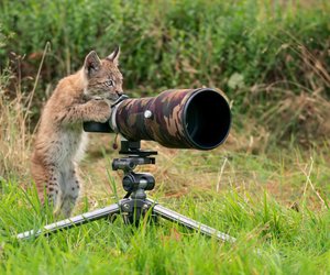 Bitte lächeln: 5 Wildkameras im Test zur spannenden Tierbeobachtung