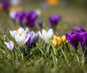 Wann blühen Krokusse? Das ist die Zeit der Frühblüher