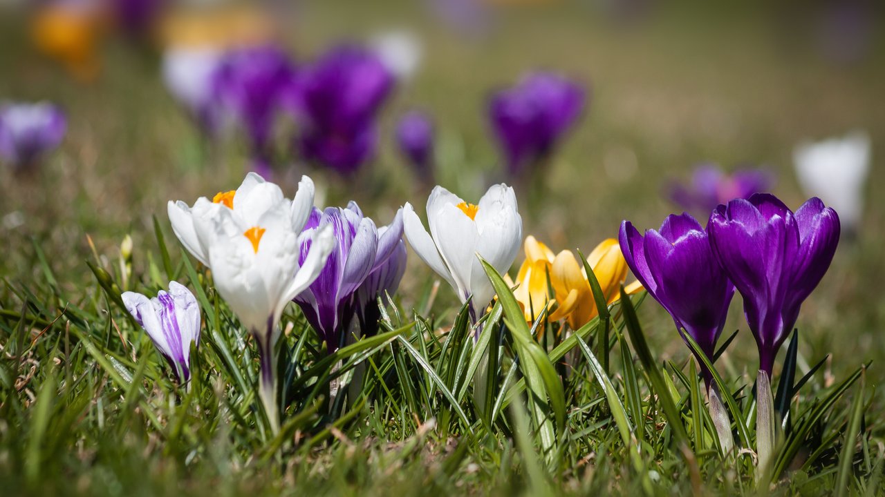 Frühblüher sind die ersten Frühlingsboten. Erfahre, wann Krokusse blühen