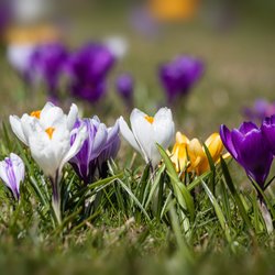 Wann blühen Krokusse? Das ist die Zeit der Frühblüher